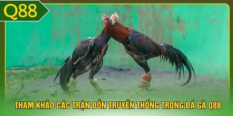 Tham khảo các trận đồn truyền thống trong đá gà Q88